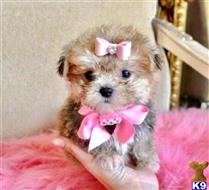 maltipoo puppy posted by NEW PUPPIES
